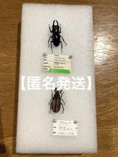 スマトラオオヒラタクワガタ 野外品 標本 | Shop at Mercari from