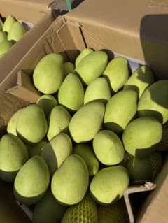 ベトナム産グリーンマンゴー約2kg（冷蔵発送） - メルカリ