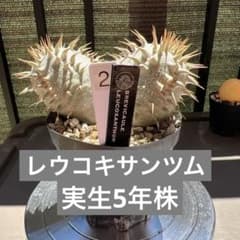♦︎②パキポディウム ブレビカウレ レウコキサンツム 恵比寿笑　双頭 ♦︎②パキポディウム ブレビカウレ レウコキサンツム 恵比寿笑 双頭