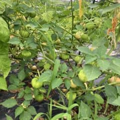 埼玉県産 トマティーヨ ほおずきトマト 食用　メキシコ料理に　約1kgのサムネイル