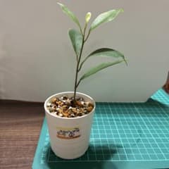 観葉植物 鉢植え ガジュマル♡抜き苗♡ - メルカリ