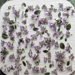 No,648 クリーピングタイム　ドライフラワー花材のサムネイル