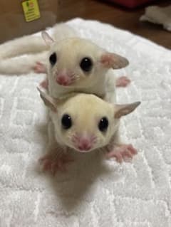 りえ様専用のサムネイル