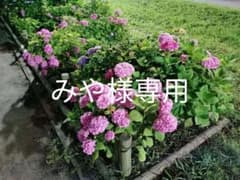 みや様専用のサムネイル