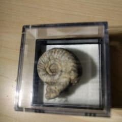 アンモナイト コハク セットのサムネイル