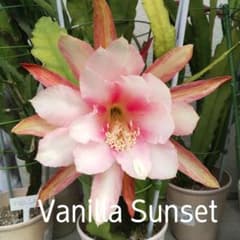 孔雀サボテン 「Vanilla Sunset」 - メルカリ