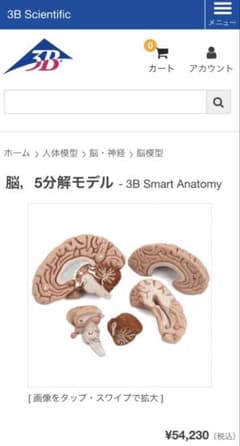 脳模型 5分解モデル 3B Smart Anatomy 実物大 新品未使用 - メルカリ