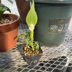 ユキモチソウ素心花　10のサムネイル