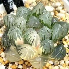 34 ハオルチア 水中月錦 オブツーサ錦 多肉植物 糊斑 極上斑 鮮明錦