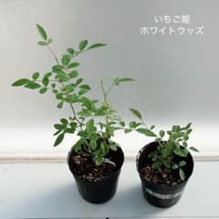 マイクロミニバラ　挿木苗　いちご姫 ＆ ホワイトウッズのサムネイル