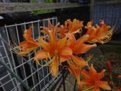 リコリス◆希少種【紅サツマ】２芽特大1球◆山野草 ヒガンバナ 彼岸花 球根！11のサムネイル