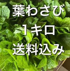 採れたて新鮮　高知県産　葉わさび　1キロのサムネイル