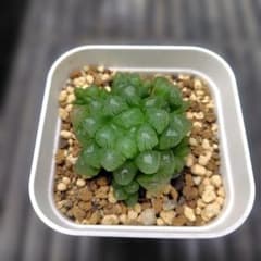 多肉植物　ハオルチア　オブツーサ　抜き苗のサムネイル