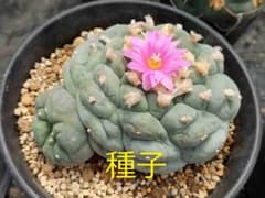 銀冠玉 種子50粒 ロホホラ属 サボテン - メルカリ