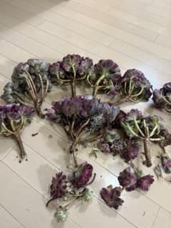 確認用のサムネイル