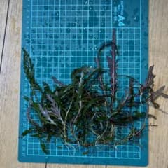 可*草様 ハイグロフィラ ピンナティフィダ dのサムネイル