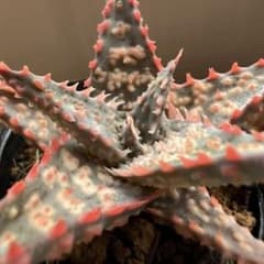 ★アロエ　シストフィラ　実生　ロウルサンコ産　選抜株。 多肉植物・特別 | シストフィラ アロエ・コンプレッサ PLANTS] CHUBBY ハオルチア・アロエ