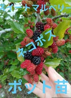 ⑧スイートマルベリー★桑★苗★無農薬★大粒のサムネイル