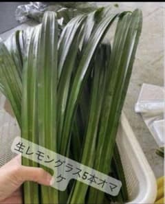 採れたて生パンダンリーフの葉っぱ12枚セット。生レモングラス5本