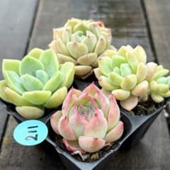 SALE❗️211多肉植物 エケベリア 抜き苗 寄せ植え 人気4種セット