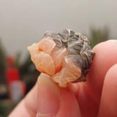 ❥*☆様 【特価】ハオルチア オブツーサ錦 極上赤斑 - メルカリ