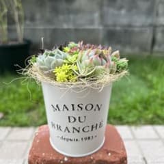 ☆速達付き☆♡そのまま飾れる♡ブリキ缶♬可愛い多肉植物寄せ植え