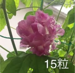 八重咲き朝顔 種のサムネイル