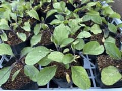 ナス苗 6苗 抜き苗発送 - メルカリ