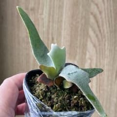 E*S様 【ビカクシダ】P. Willinckii 'Jade Girl'のサムネイル