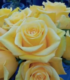 バラ苗(入手困難切り花種) 激レア種 - メルカリ