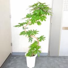 最後の1鉢‼️エバーフレッシュ曲がりS字❗️大型観葉植物！高さ135