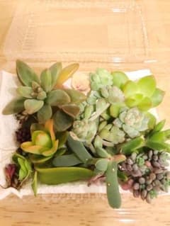 ちゃお様専用☺︎胡蝶の舞、黄麗などのサムネイル