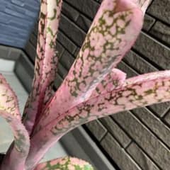 Billbergia Kawana Joy - メルカリ