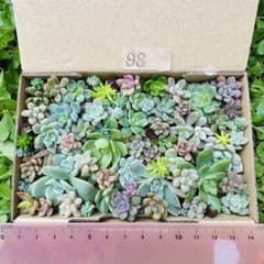 ✾98ちまちま寄せ植え カット苗 多肉植物 寄せ植えセット 詰合せ ゆう