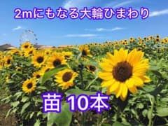大輪ひまわり 10本 苗のサムネイル