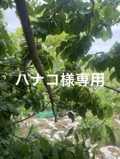 山梨県産、白加賀、3㎏のサムネイル