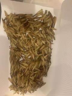 ※メジェド※ アオダモ　種　1000粒 メジェド様専用※ アオダモ 種 1000粒 - メルカリ