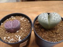 リトープス・紫福来玉＆白花繭形玉セットのサムネイル