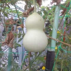 ひょうたん苗です。のサムネイル