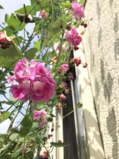 八重咲き朝顔種(ピンク)20粒のサムネイル