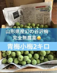 山形県産幻の谷沢梅 小梅1キロ 青梅 初熟 カリカリ梅 梅干し 梅 