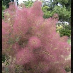 ①赤スモークツリー　切花のサムネイル