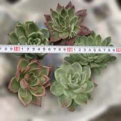 다육 10센티 정도를 5개 세트로 택배로,