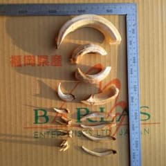 イノシシの牙のサムネイル