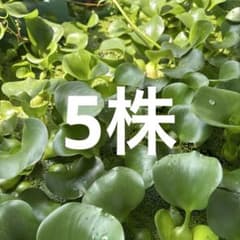 ホテイアオイ 浮き草 水草 メダカ 金魚 産卵床のサムネイル