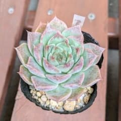 プーロ　Puro　ハルカサキュレント　多肉植物のサムネイル