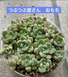 多肉植物♡ダーリーサンシャイン～ちび苗～つぶつぶ～♡ポットごと発送のお値段^^② 多肉植物 ダーリーサンシャインの通販 by しずくのお店｜ラクマ