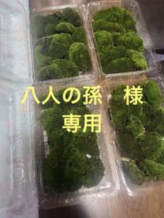 ホソウリゴケ　最終値引き3パックのサムネイル