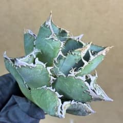 アガベ チタノタ 冰雹 ブツブツ 綺麗な青葉 特選株 - メルカリ