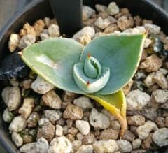 98 アガベ パリー トランカータ 実生【選抜 地植え 耐寒性 ドライ